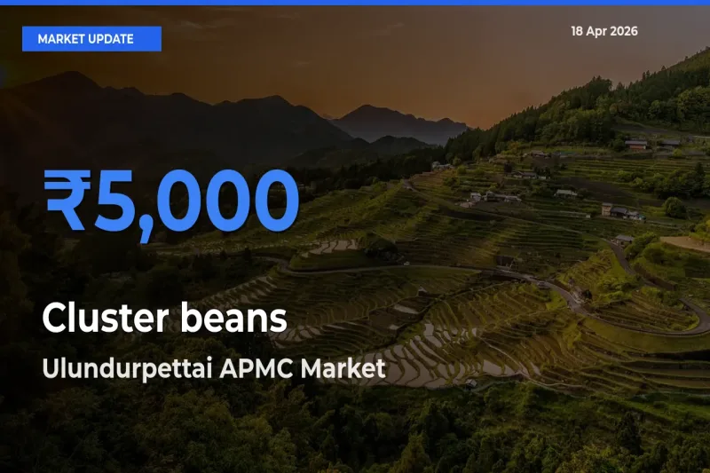 Top Performer! Ulundurpettai APMC Offers Best Cluster beans Price Today