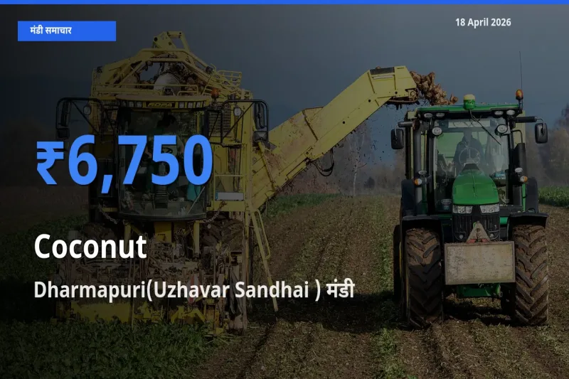 Dharmapuri(Uzhavar Sandhai ) मंडी में आज नारियल के सबसे ऊँचे दाम दर्ज