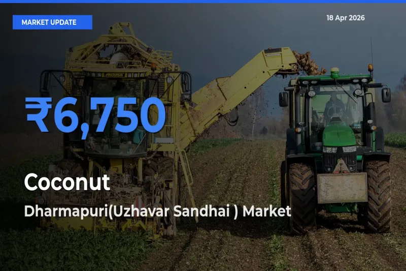 Dharmapuri(Uzhavar Sandhai ) Offers ₹6,750 – Highest Coconut Rate Today