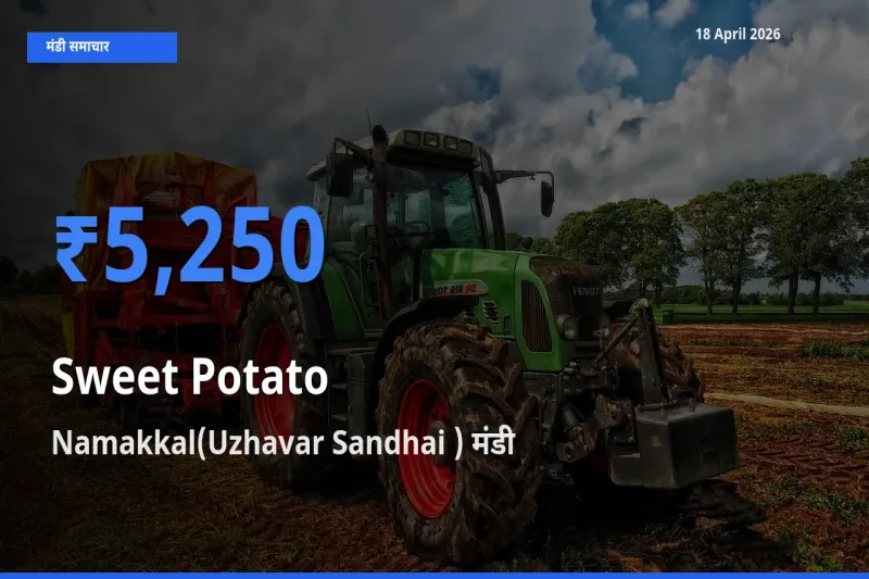 आज शकरकंद के सबसे ऊँचे दाम ₹5,250 Namakkal(Uzhavar Sandhai ) मंडी में