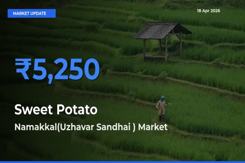 Farmers Prefer Namakkal(Uzhavar Sandhai ) as Sweet Potato Hits Highest Rate
