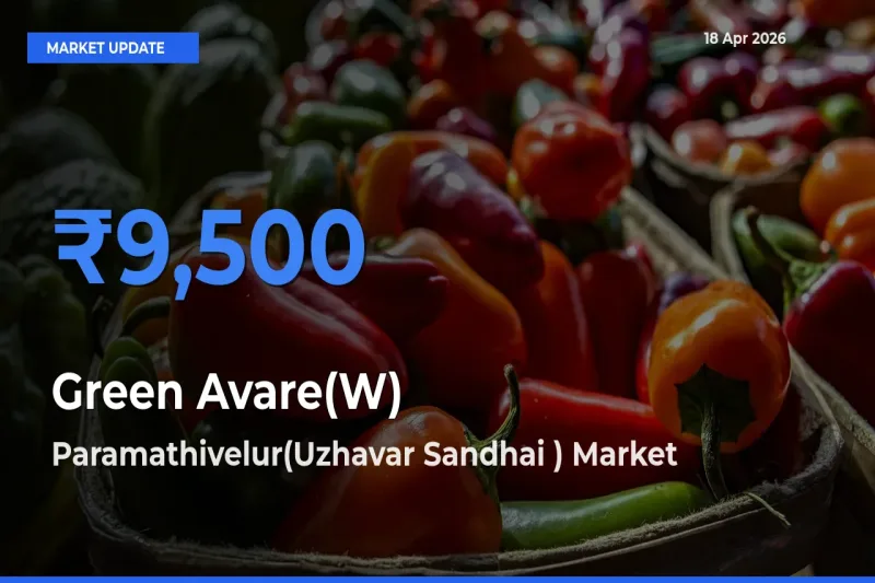Top Performer! Paramathivelur(Uzhavar Sandhai ) Offers Best Green Avare(W) Price Today