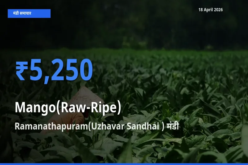 बाज़ार संकेत: Ramanathapuram(Uzhavar Sandhai ) बना आम (कच्चा-पका) के लिए आज की टॉप मंडी
