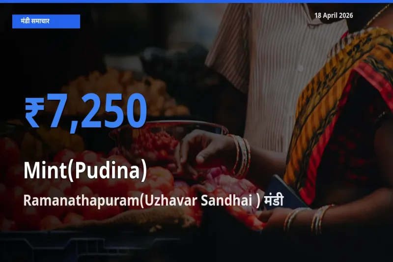 Ramanathapuram(Uzhavar Sandhai ) मंडी में पुदीना ₹7,250 पर पहुँचा – आज का सर्वोच्च भाव