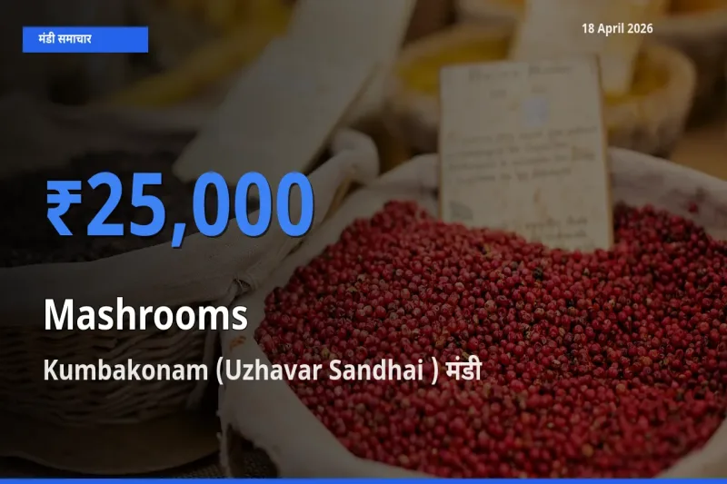 बाज़ार संकेत: Kumbakonam (Uzhavar Sandhai ) बना मशरूम के लिए आज की टॉप मंडी