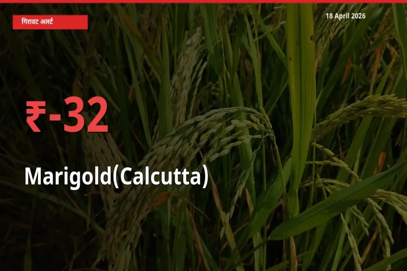 बाज़ार संकेत: गेंदा (कलकत्ता) के भाव मंडी में 32.18% नीचे