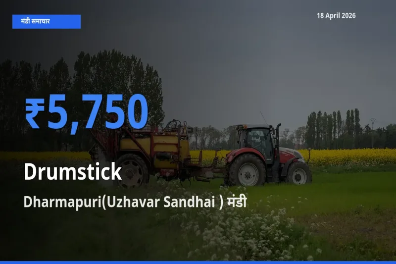 18 April अपडेट: सहजन (मुनगा) के सबसे ऊँचे दाम Dharmapuri(Uzhavar Sandhai ) मंडी में