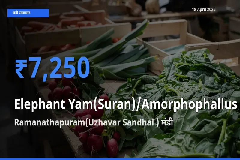 आज जिमीकंद (सूरन) के सबसे ज़्यादा दाम Ramanathapuram(Uzhavar Sandhai ) मंडी में दर्ज