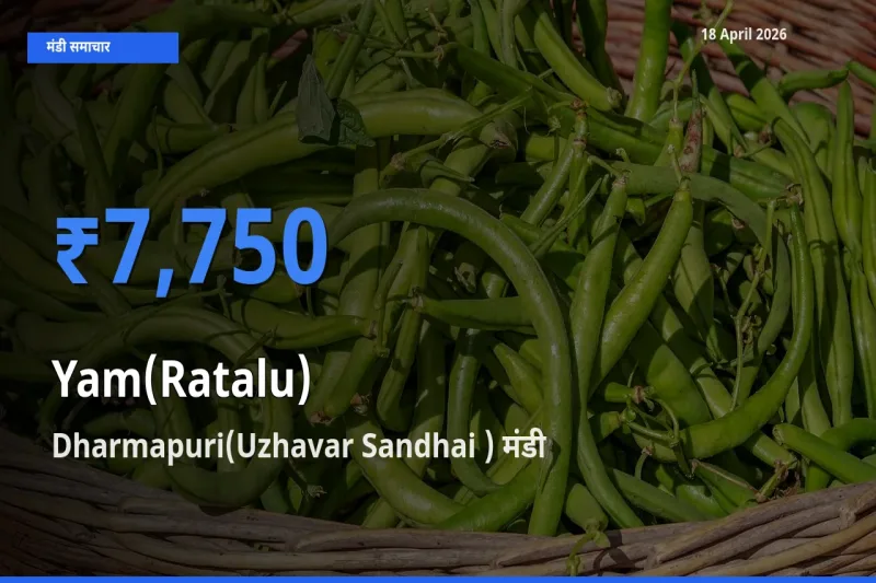 Dharmapuri(Uzhavar Sandhai ) में रतालू (रतलू) का आज सबसे ऊँचा भाव