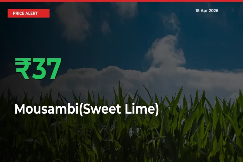 Sharp Jump! Mousambi(Sweet Lime) Prices Climb 37.33% in 24 Hours at Key Mandis