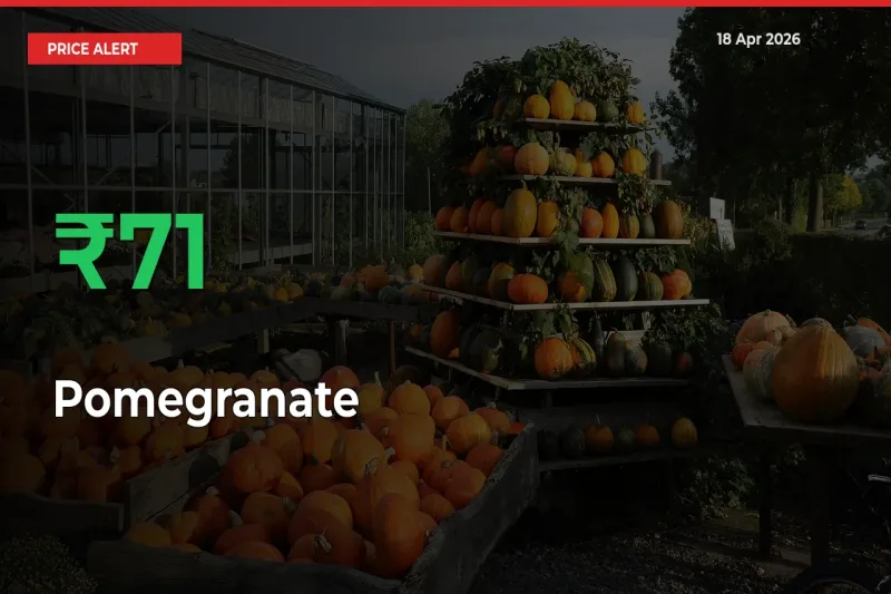 Farmers Cheer as Pomegranate Prices Surge 70.72% in Local Mandis