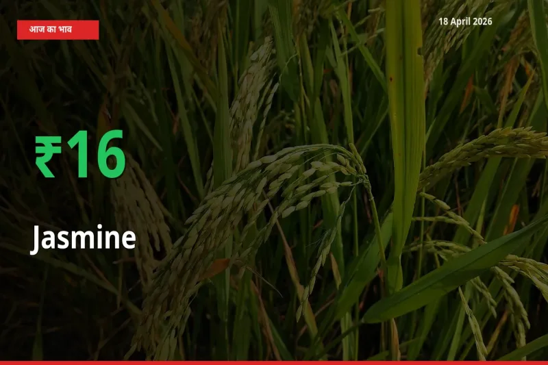 18 April अपडेट: चमेली के दाम मंडी में 15.93% उछले