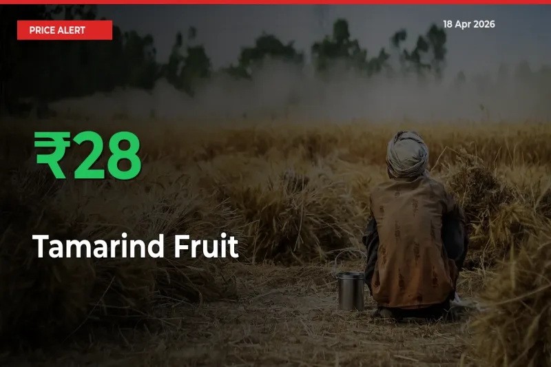 This Mandi Records 27.51% Jump in Tamarind Fruit Prices