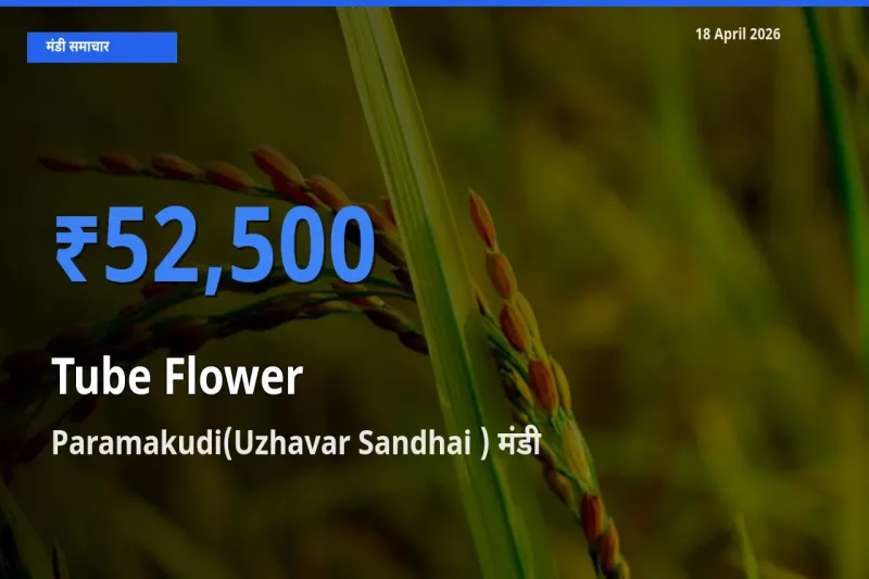 बाज़ार संकेत: Paramakudi(Uzhavar Sandhai ) बना रजनीगंधा के लिए आज की टॉप मंडी