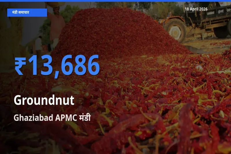 आज मूंगफली के सबसे ऊँचे दाम ₹13,686 Ghaziabad APMC मंडी में