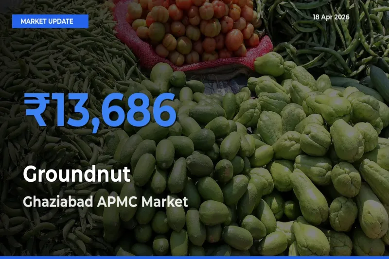 Ghaziabad APMC Records Highest ₹13,686 Rate for Groundnut