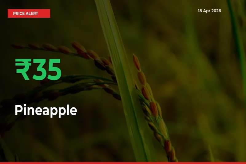 Pineapple Mandi Rate Today: Prices Jump 35.37% at Market
