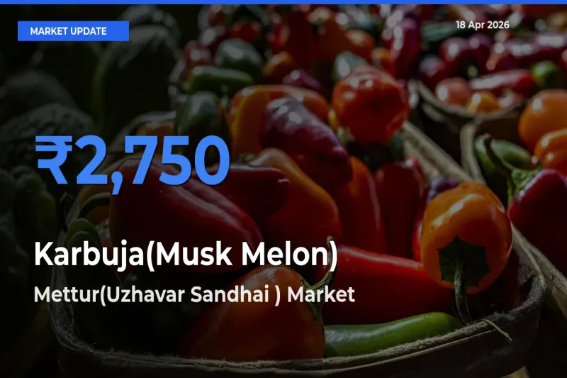 Mettur(Uzhavar Sandhai ) Tops Karbuja(Musk Melon) Mandi Rates Today