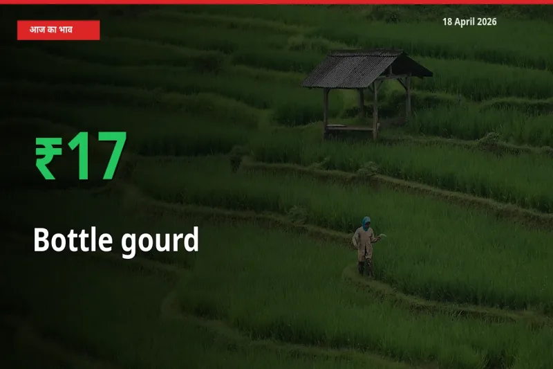 किसानों के लिए खुशखबरी! स्थानीय मंडी में लौकी 17.08% उछला