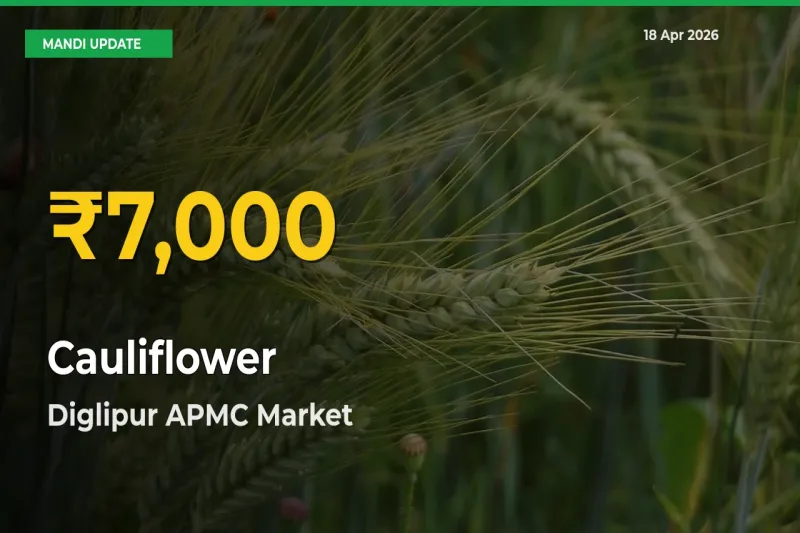 Cauliflower Mandi Rate Surges Today in Diglipur APMC – Highest Level in 30 Days