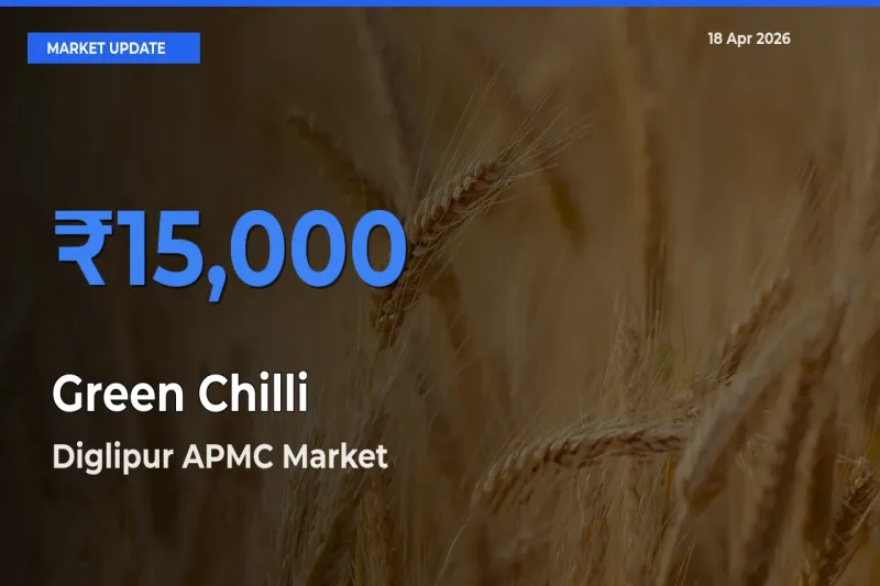 Diglipur APMC Records Highest ₹15,000 Rate for Green Chilli