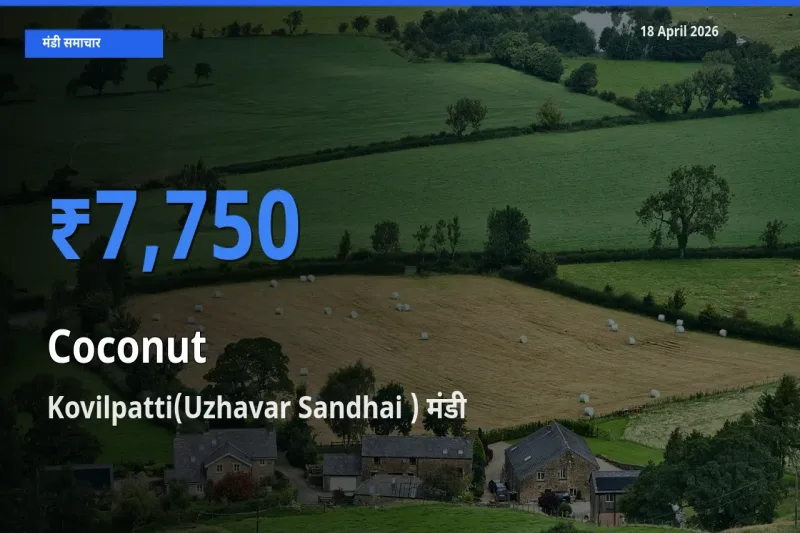 बाज़ार संकेत: Kovilpatti(Uzhavar Sandhai ) बना नारियल के लिए आज की टॉप मंडी