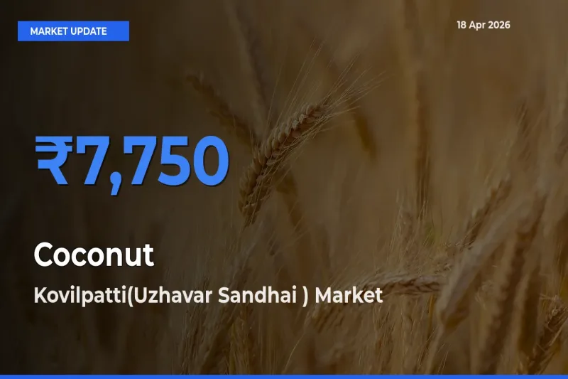 Kovilpatti(Uzhavar Sandhai ) Records Highest ₹7,750 Rate for Coconut