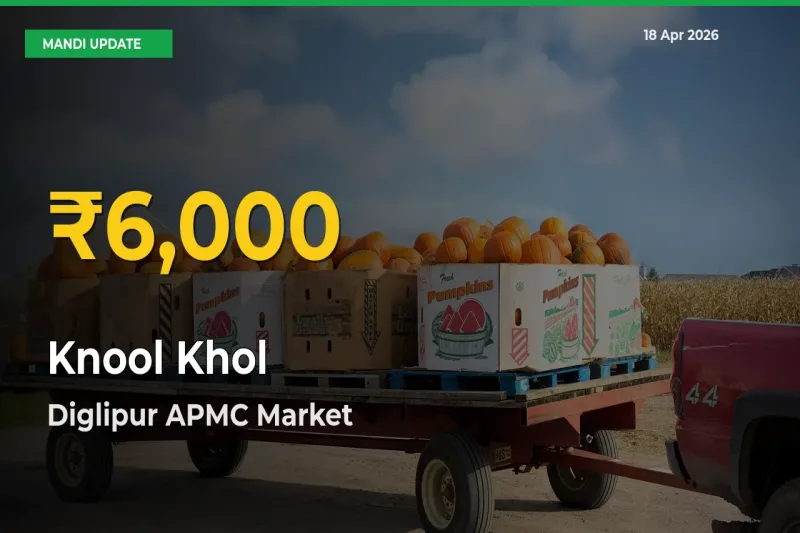 Knool Khol Price Rally Continues – Diglipur APMC Hits Fresh High Today