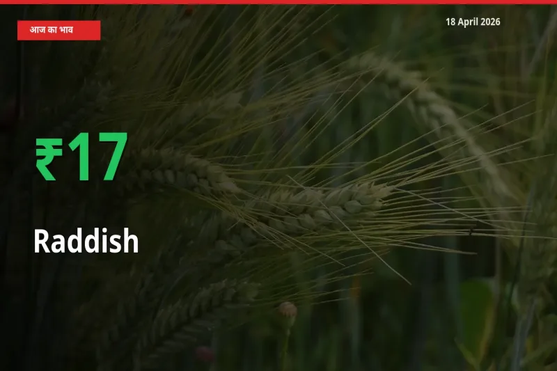 बाज़ार संकेत: मूली के भाव मंडी में 17.29% ऊपर