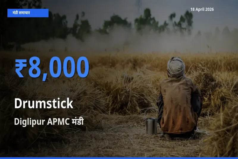 Diglipur APMC में सहजन (मुनगा) का आज सबसे ऊँचा भाव