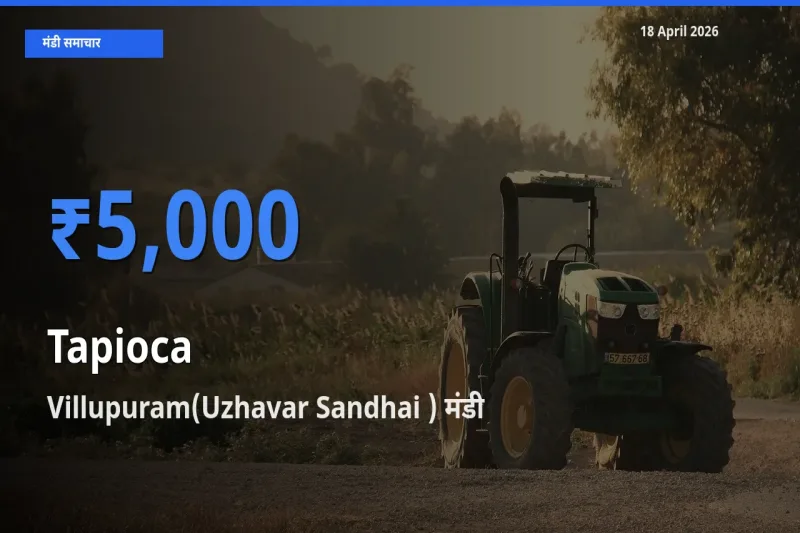 किसानों की पसंद बना Villupuram(Uzhavar Sandhai ), साबूदाना के सबसे अच्छे दाम
