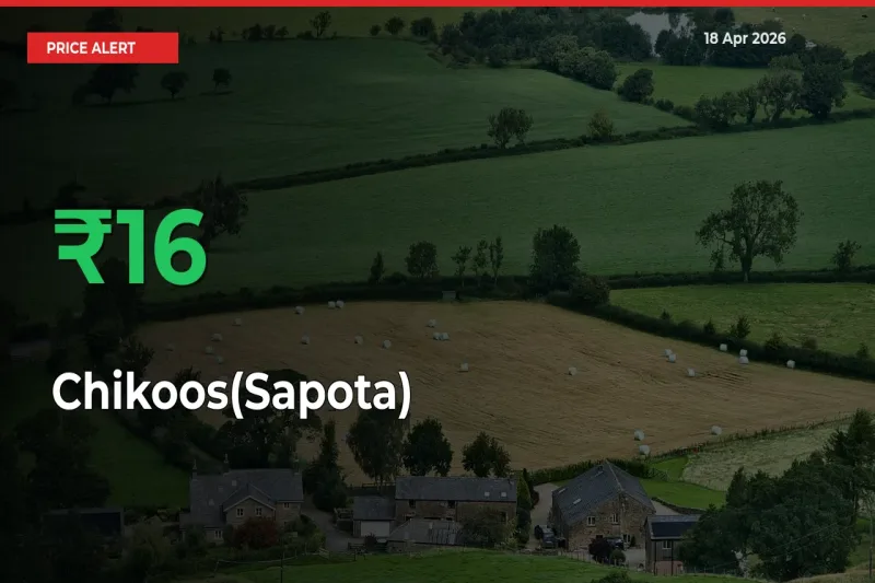 This Mandi Records 16.17% Jump in Chikoos(Sapota) Prices