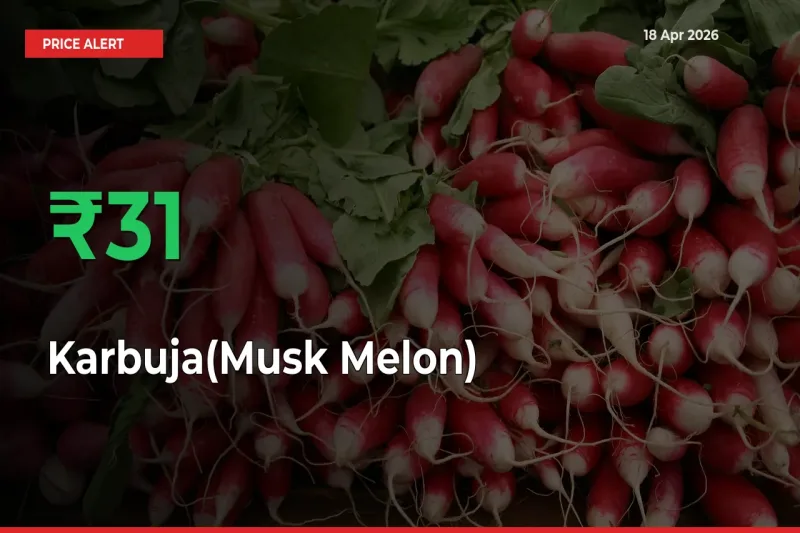 Big Rally! Karbuja(Musk Melon) Climbs 31.39% in 24 Hours at Top Mandis