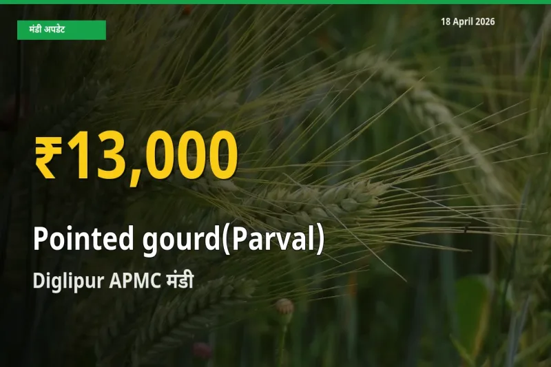 परवल के भावों में जबरदस्त उछाल, Diglipur APMC में नया उच्च स्तर