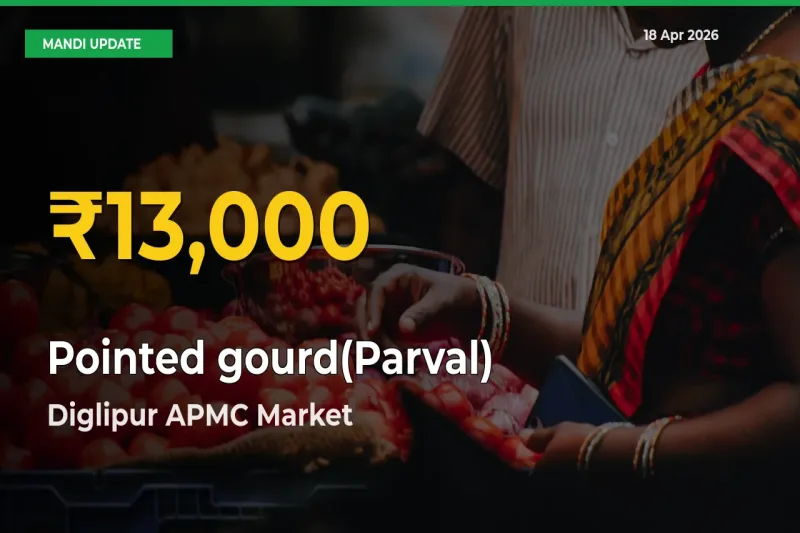 Pointed gourd(Parval) Hits Fresh High in Diglipur APMC Today