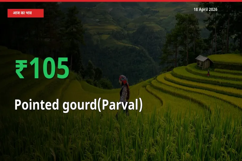 18 April अपडेट: परवल के दाम मंडी में 104.65% उछले