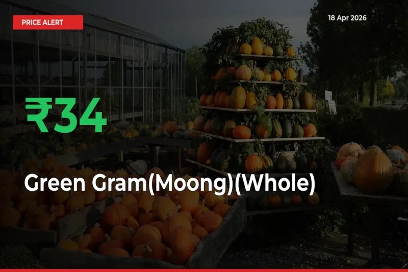 Sharp Jump! Green Gram(Moong)(Whole) Prices Climb 33.54% in 24 Hours at Key Mandis