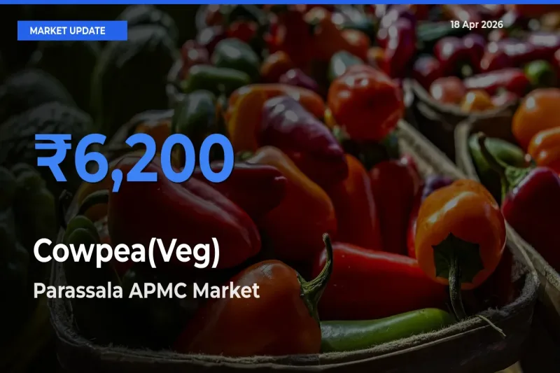 Farmers Prefer Parassala APMC as Cowpea(Veg) Hits Highest Rate
