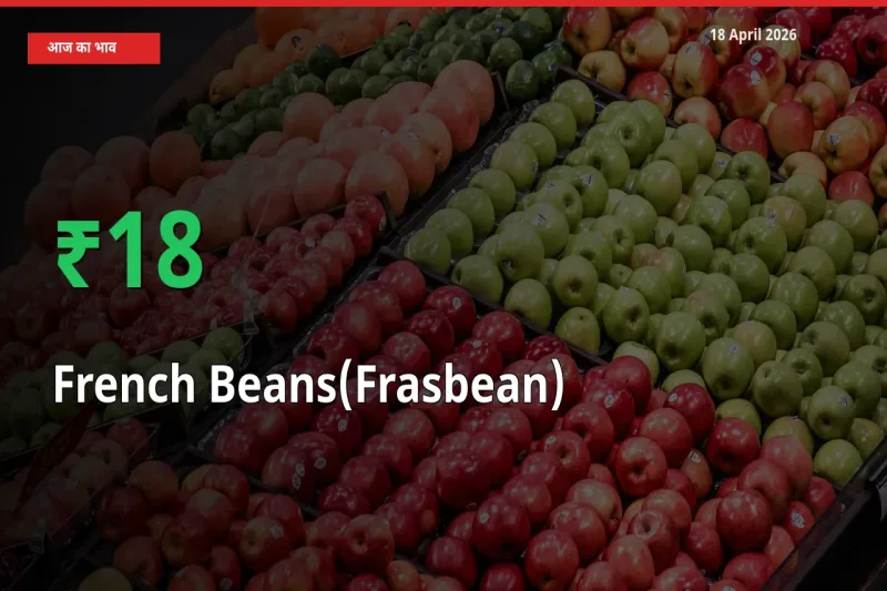 18 April अपडेट: फ़्रेंच बीन्स (फ़्रासबीन) के दाम मंडी में 18.21% उछले