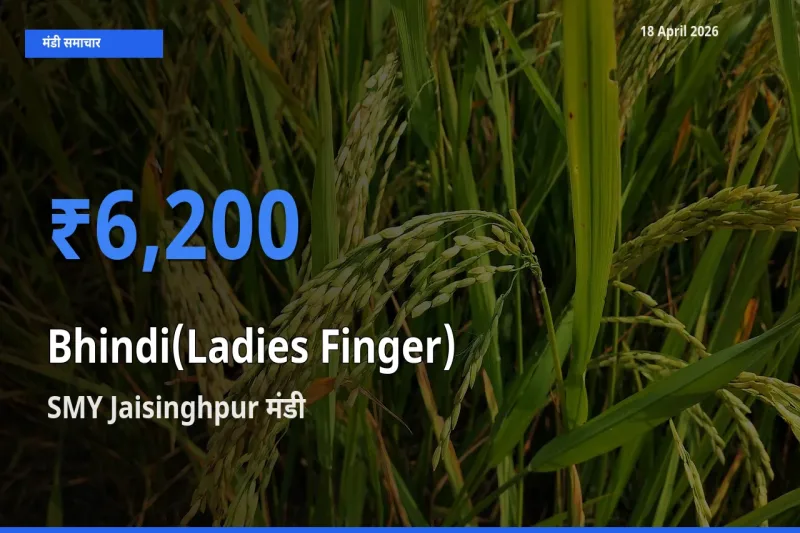 आज का मंडी भाव: भिंडी के सबसे ज़्यादा दाम SMY Jaisinghpur में