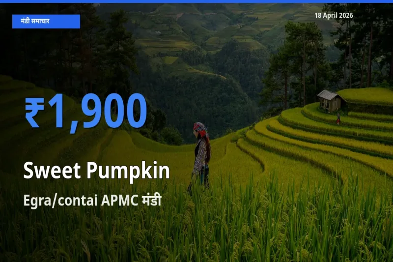 आज लाल कद्दू के सबसे ज़्यादा दाम Egra/contai APMC मंडी में दर्ज