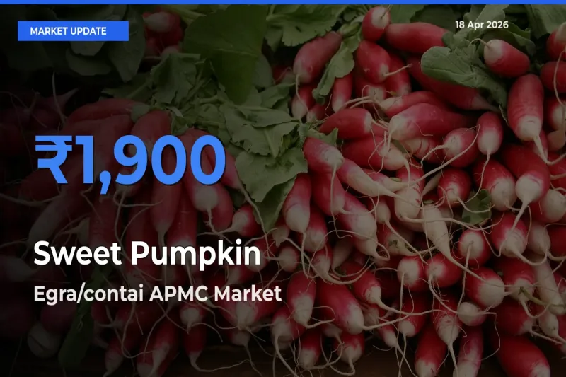 Top Performer! Egra/contai APMC Offers Best Sweet Pumpkin Price Today