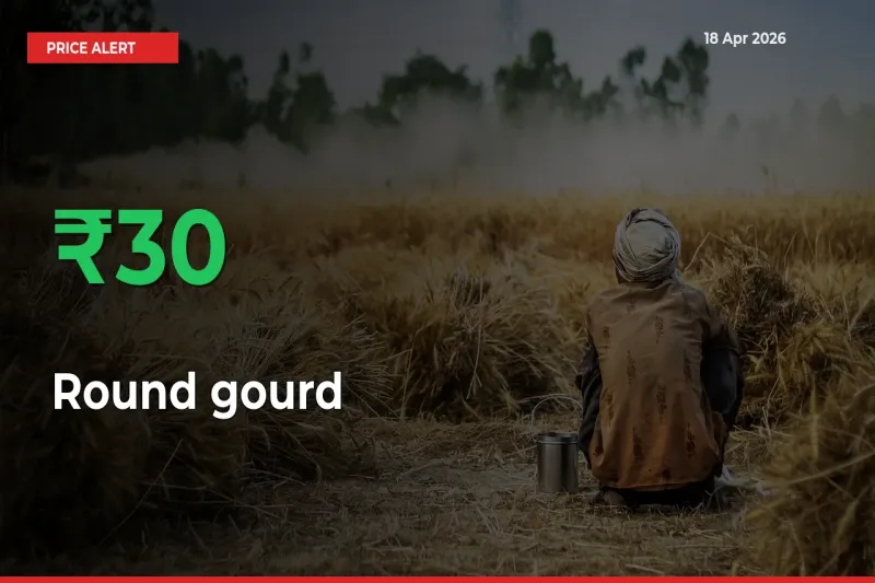Farmers Cheer as Round gourd Prices Surge 29.56% in Local Mandis