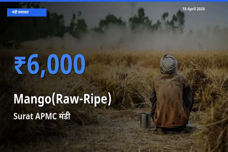 बाज़ार संकेत: Surat APMC बना आम (कच्चा-पका) के लिए आज की टॉप मंडी
