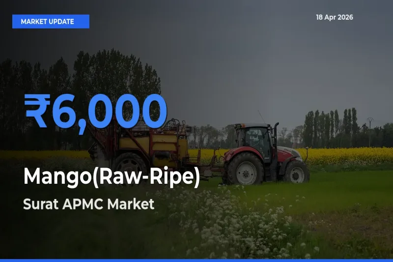 Surat APMC Records Highest ₹6,000 Rate for Mango(Raw-Ripe)