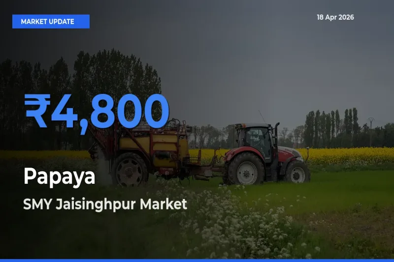 Top Performer! SMY Jaisinghpur Offers Best Papaya Price Today