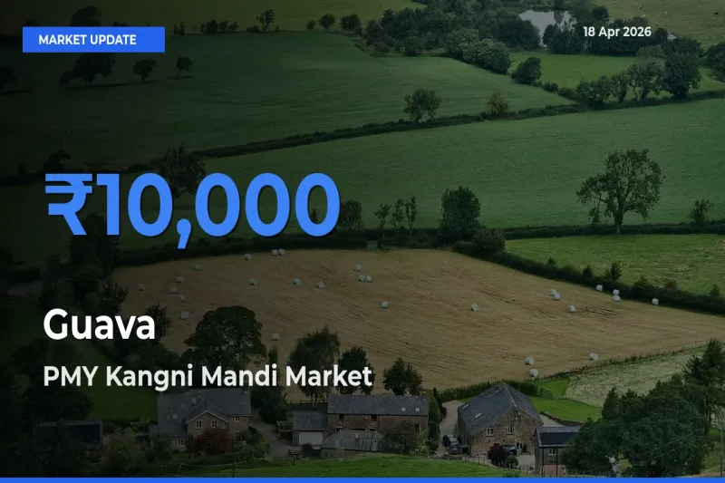 PMY Kangni Mandi Leads as Top Mandi for Guava Prices