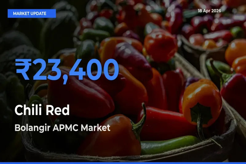Bolangir APMC Tops Chili Red Mandi Rates Today