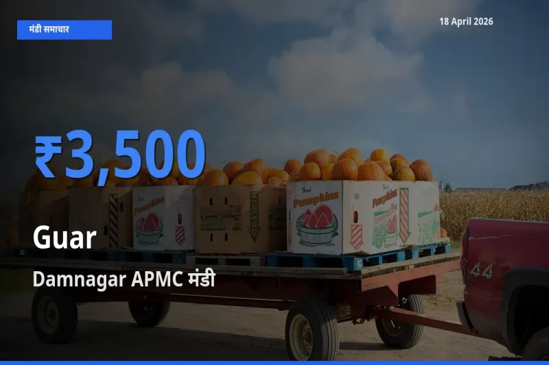 आज का मंडी भाव: ग्वार के सबसे ज़्यादा दाम Damnagar APMC में
