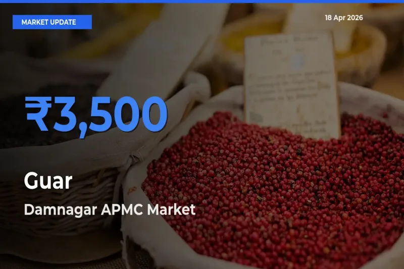 Damnagar APMC Tops Guar Mandi Rates Today